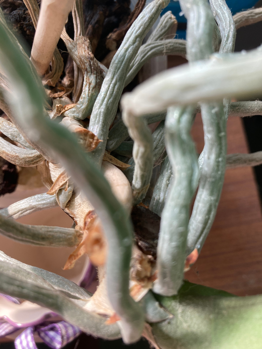 Фото корней здорового растения