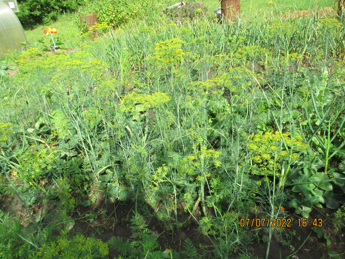 Клубника на грядке с другими культурами