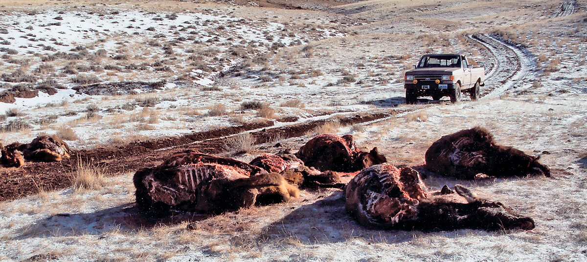 Туши убитых браконьерами животных 