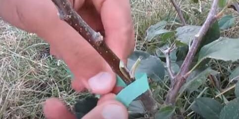 Если срез с почкой получился уже места прикрепления, выровняйте его по одному из краёв. Богдан Рибак / YouTube📷
