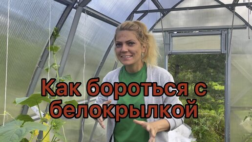 как бороться с белокрылкой в теплице