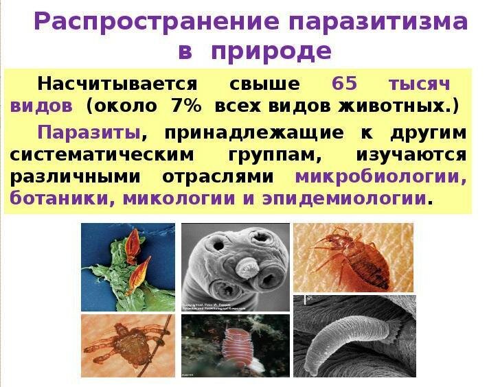 Какие паразиты живут в организме и нужно ли от них избавляться?