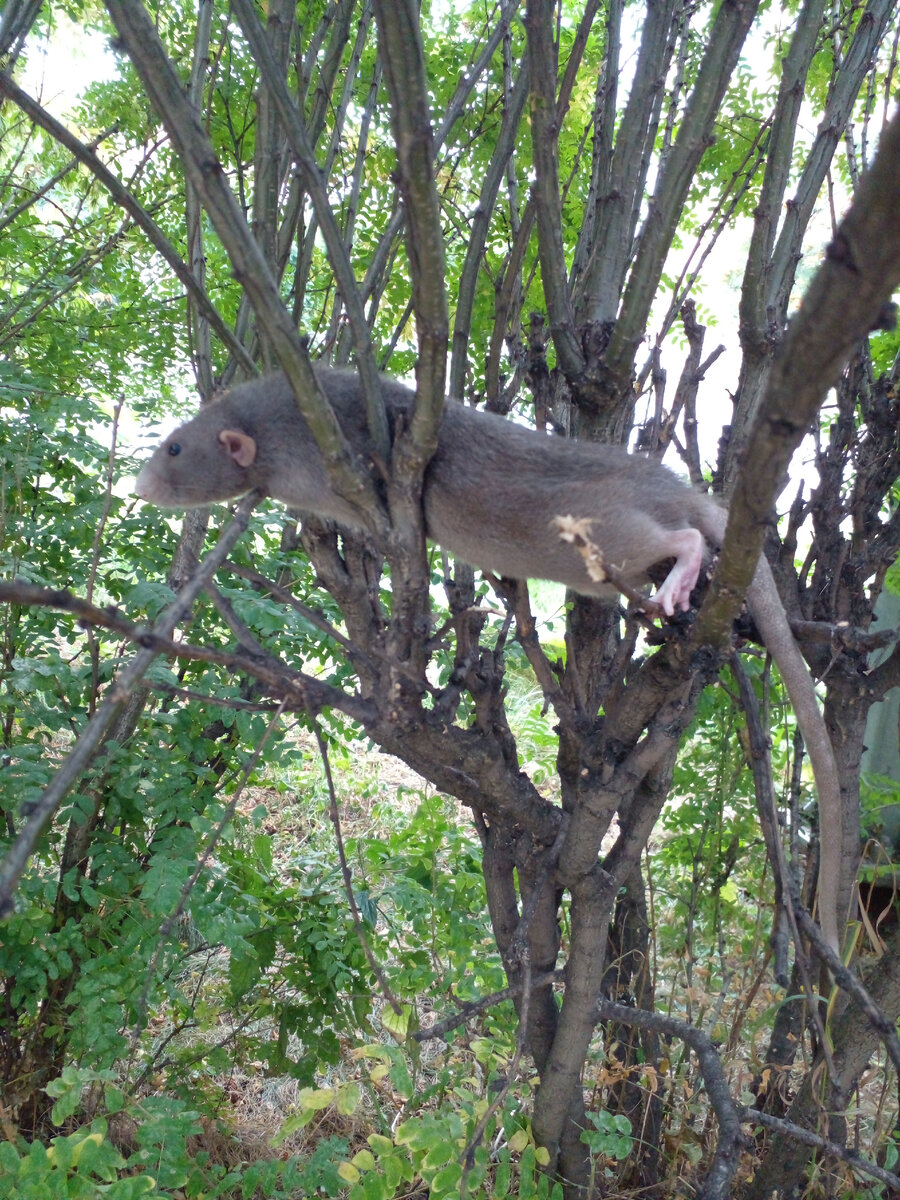 Крыс на кусте. Вот так мы его нашли. Фото автора. 