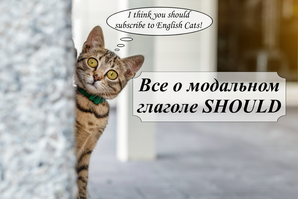 Все о модальном глаголе SHOULD в английском языке | English Cats | Дзен