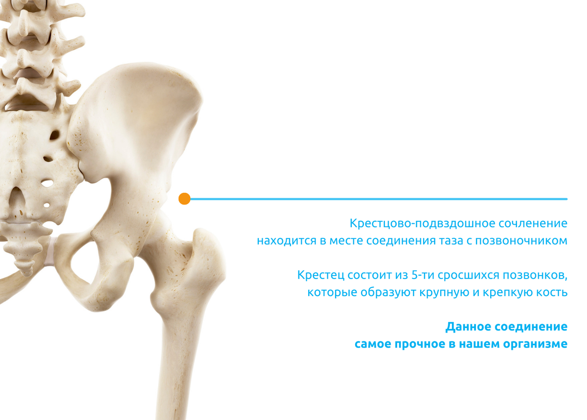 Подвздошная кость фото