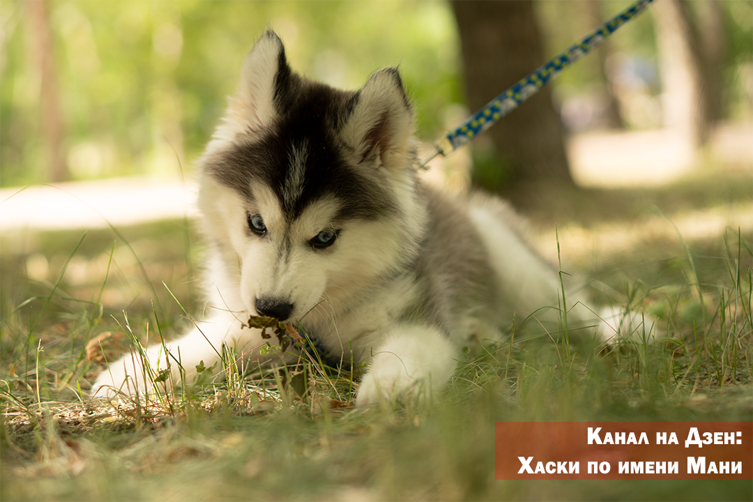 шлейка ошибки выбора