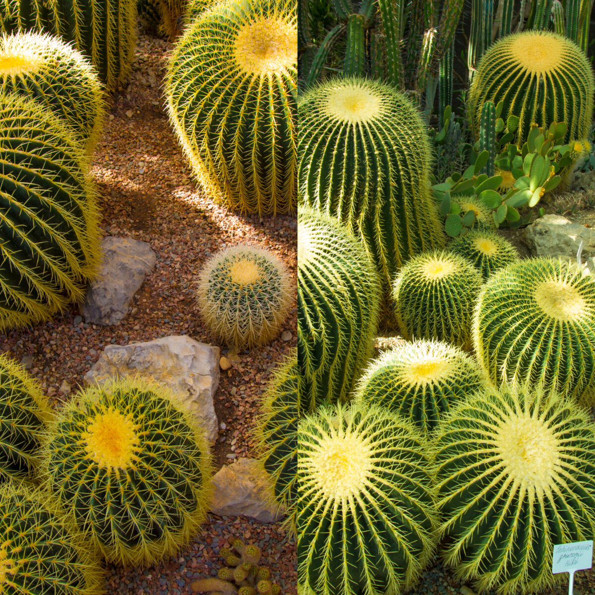 Эхинокактус