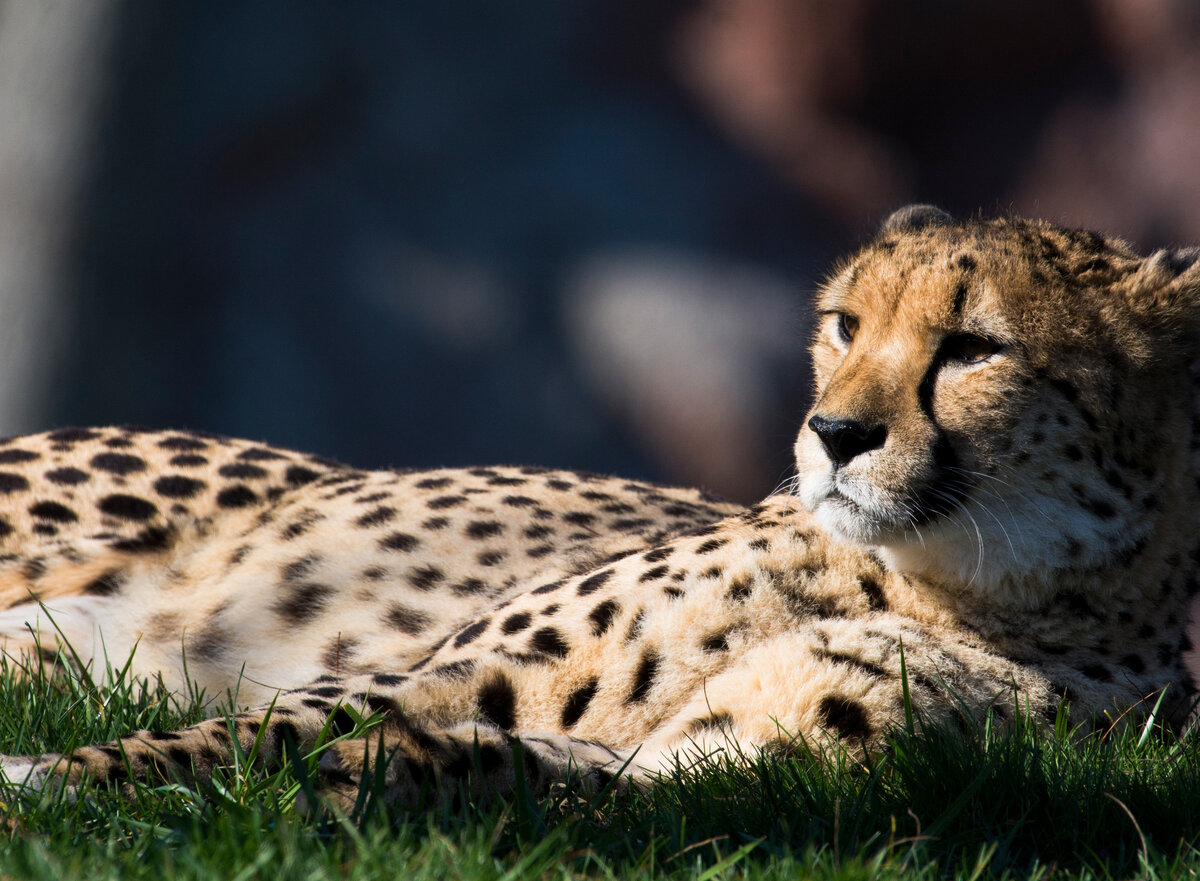 Гепард - красавчик