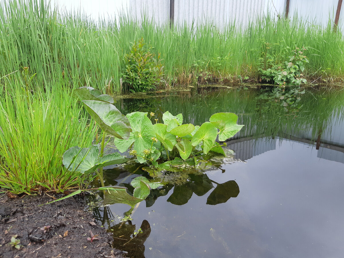 Как по мне, он и с дикой растительностью прекрасен. Июнь 2022 года