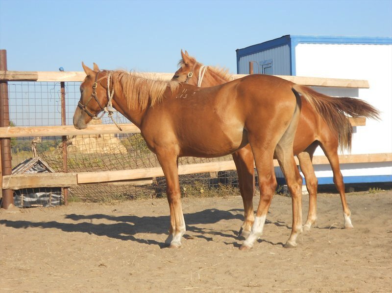 Донская кобыла Гагара, 2013