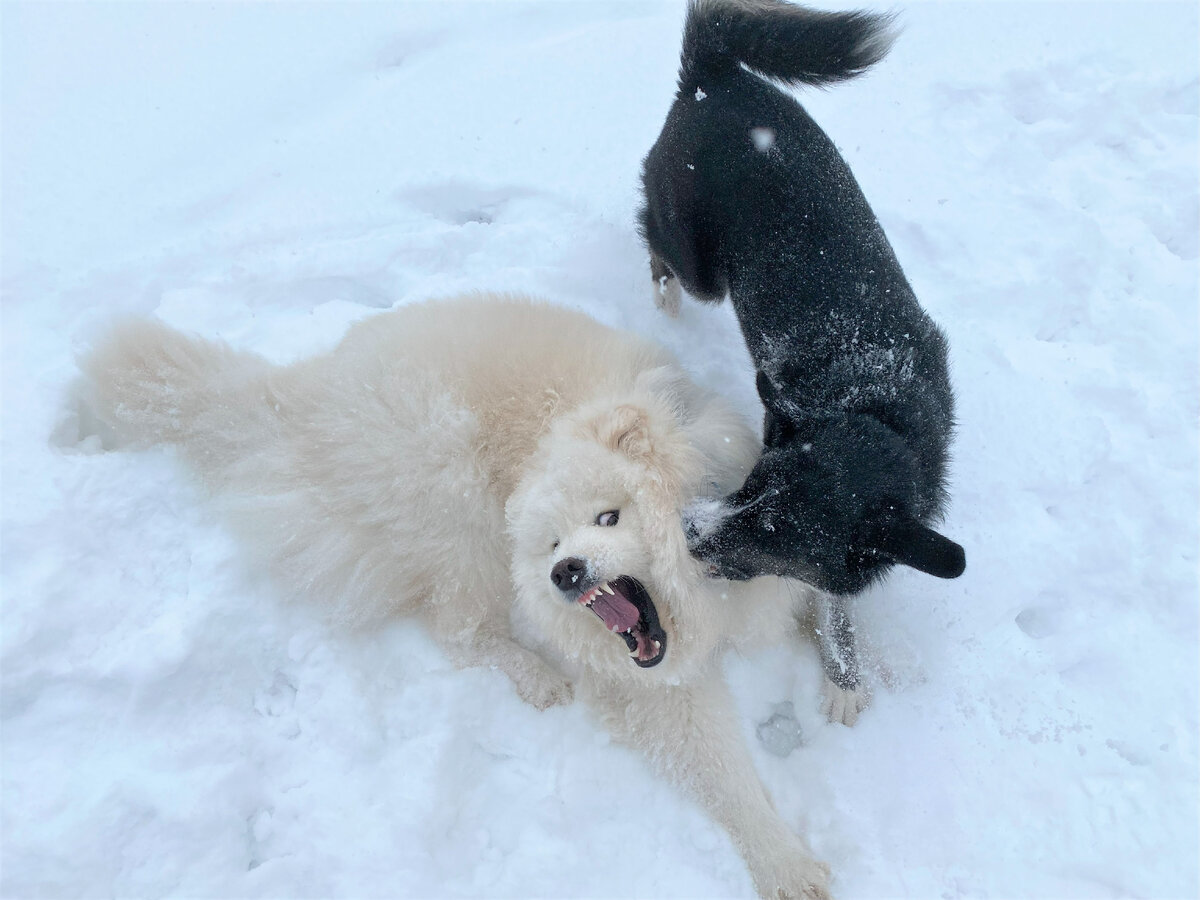 Моя в чёрной шубке).