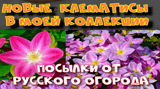 Новые клематисы в моей коллекции. Посылка от 