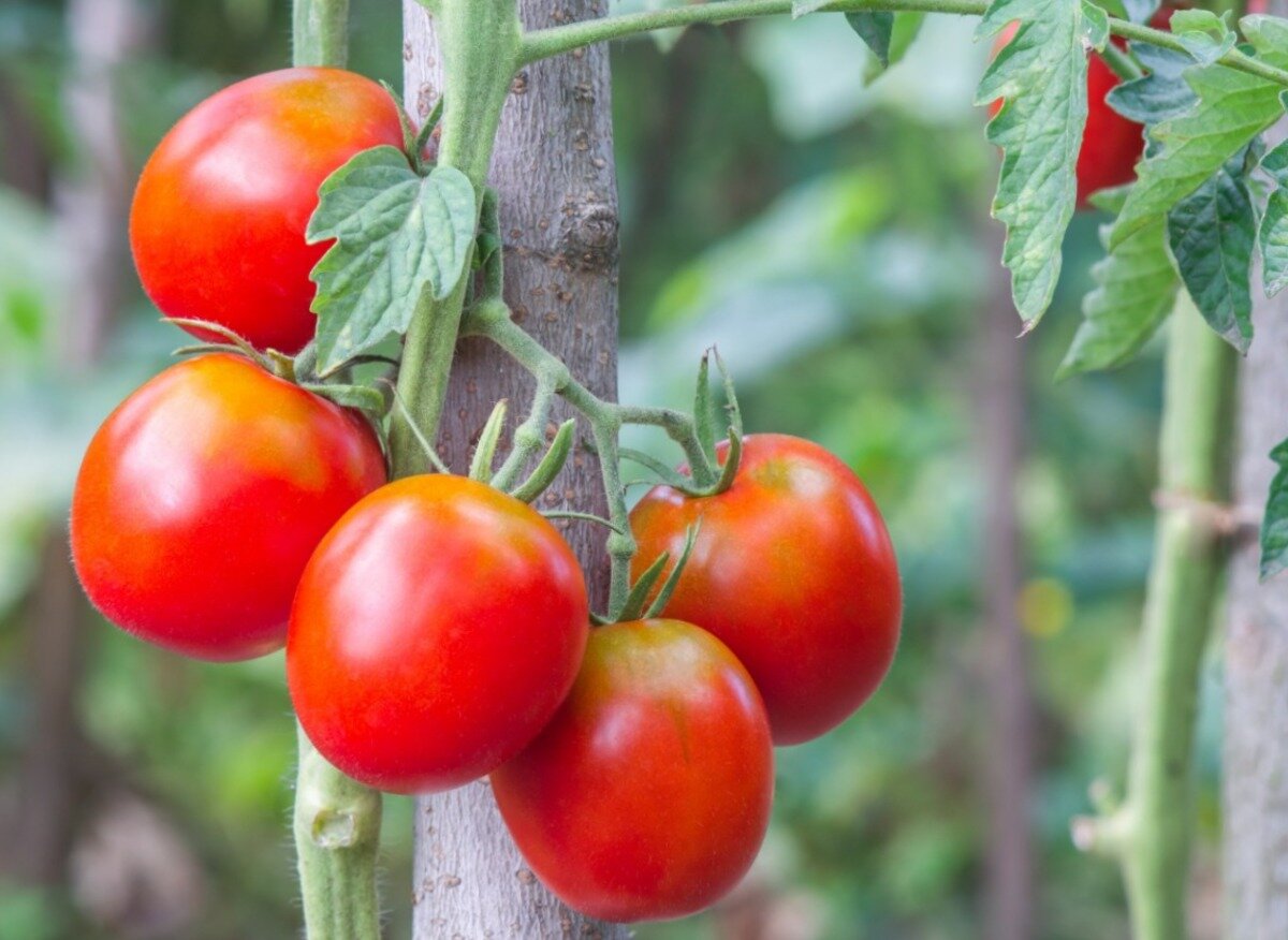 желтые пяточки на помидорах