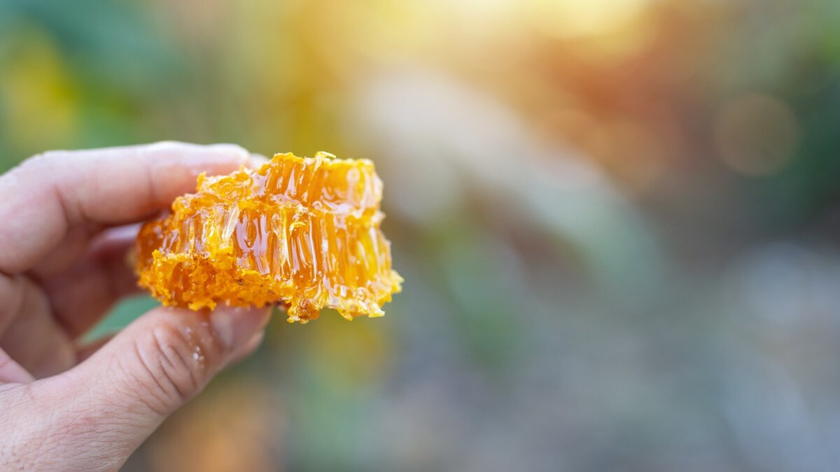     Мед — это пища, приготовленная пчелами для пчел, но многим людям он тоже нравится. Люди ценят мед за его сладкий вкус на протяжении многих тысячелетий.