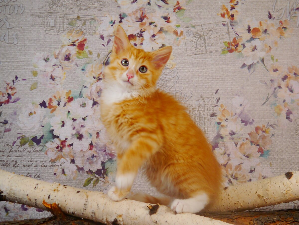 Норвежский лесной котенок Круассан, fashionpeak.ru 