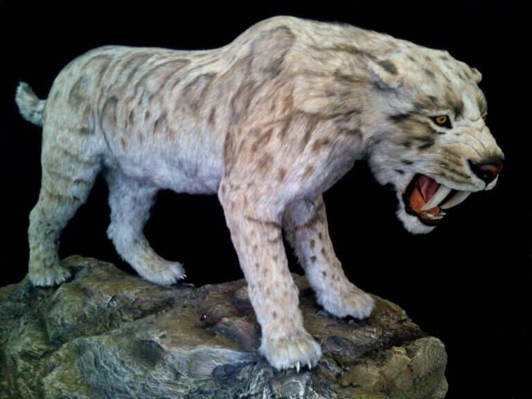    Smilodon fatalis, реконструкция / © Wikimedia Commons