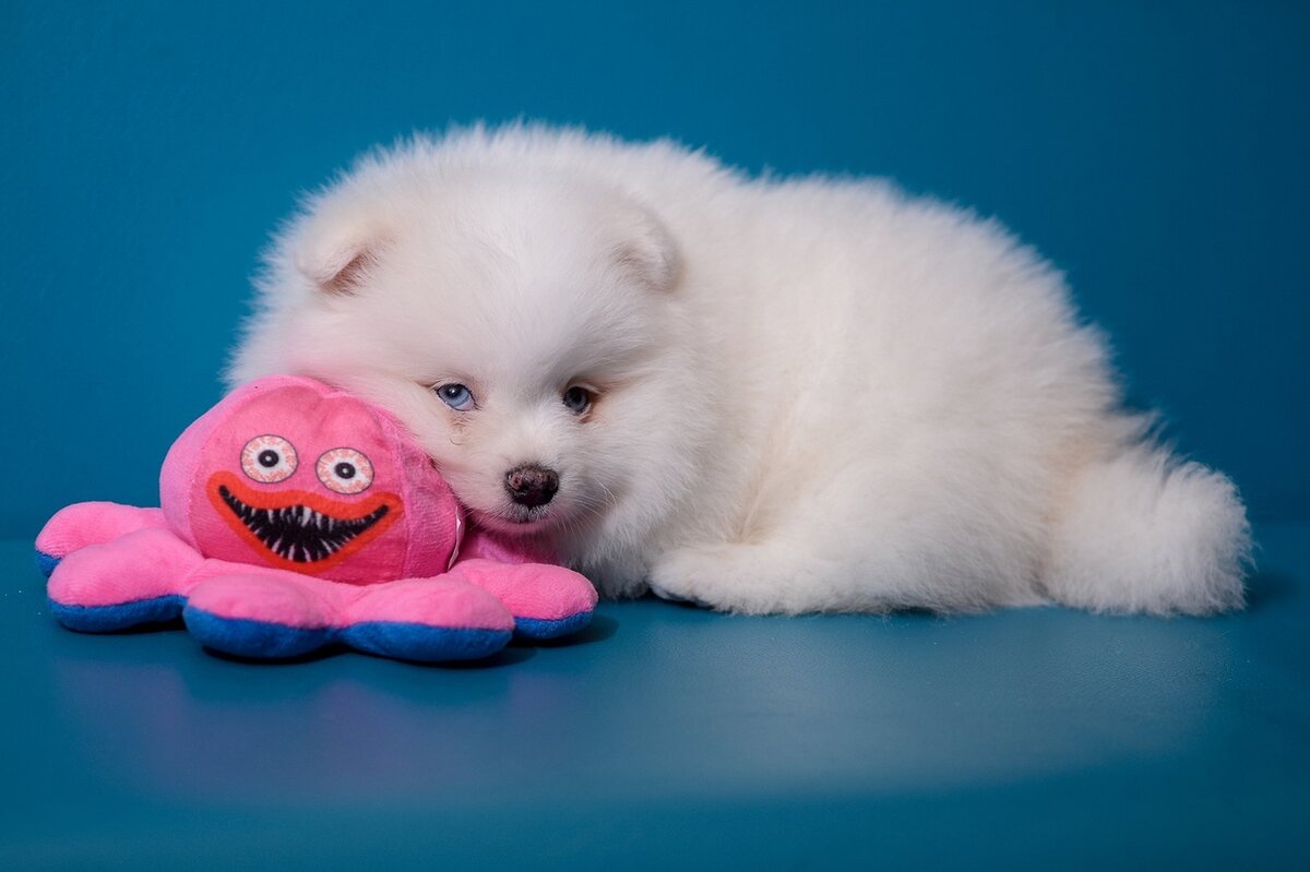 Автор фото С. Никифоров: https://vk.com/waits. Владелец щенка И. Ройтман: https://vk.com/id26788513