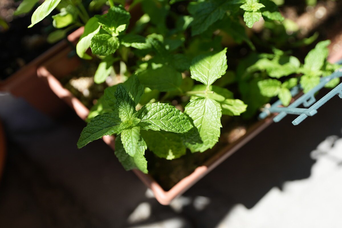    35 mm, 1/1250 sec, f/2.8, ISO 160, -0.3 EV. Источник: dpreview.com