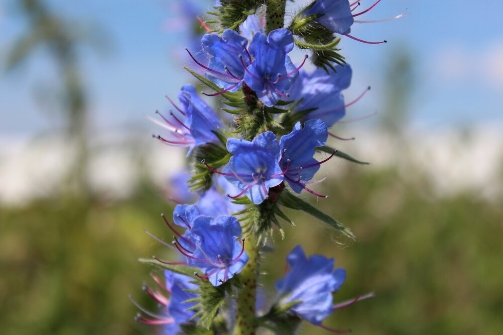    Синяк обыкновенный: красив, но ядовит