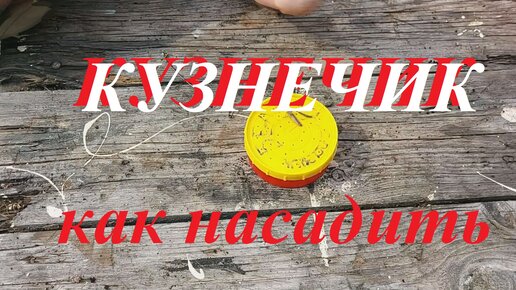 Как насадить кузнечика на крючок.Несколько способов.