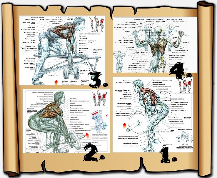 Схемы взяты из учебника Ф. Дэлавье: "Анатомия силовых упражнений". 1.Тяга штанги в наклоне., 2. Тяга "Т"-грифа., 3. Тяга гантели к поясу., 4. Подтягивания широким хватом.
