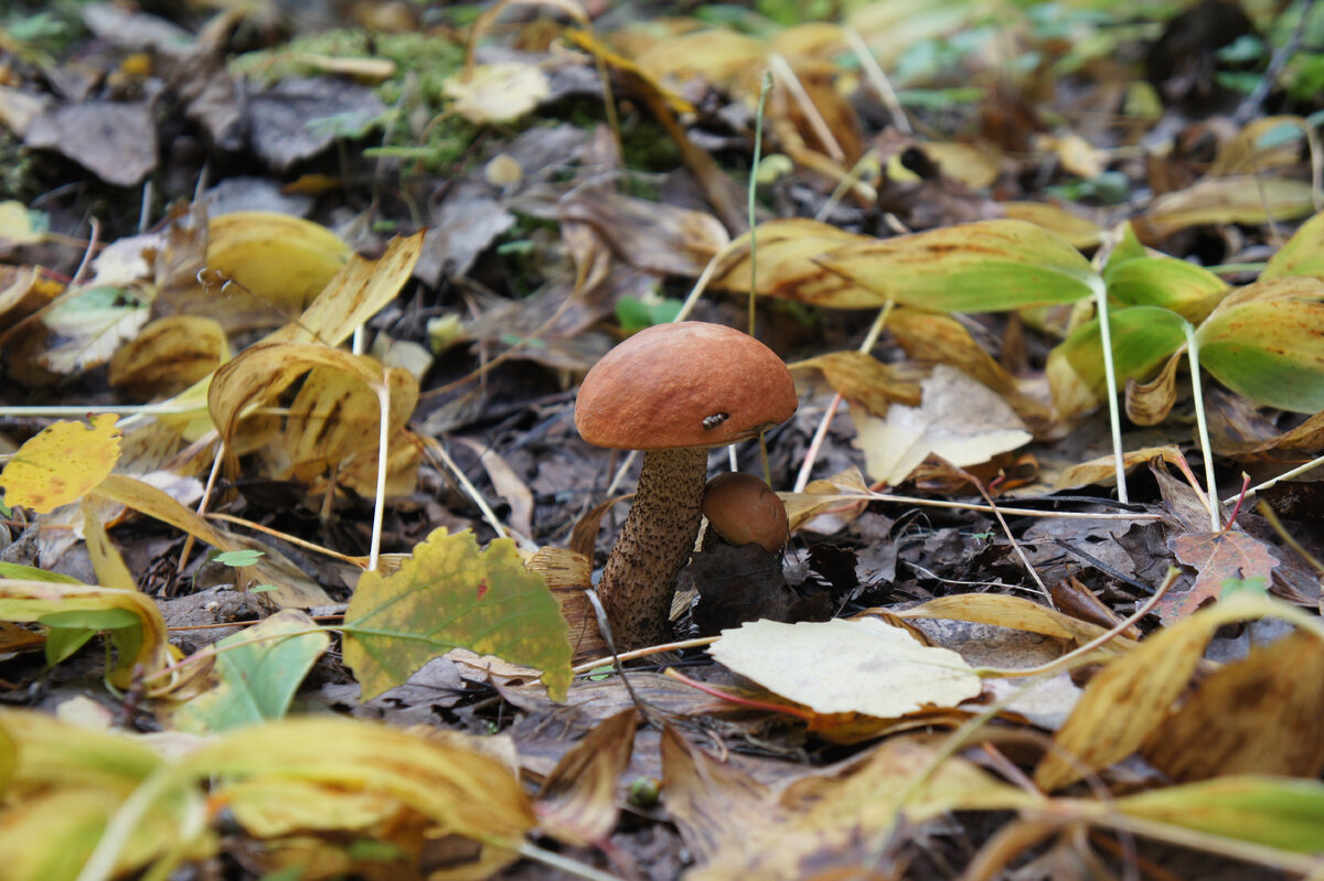 В лесу. В статье все фотографии автора