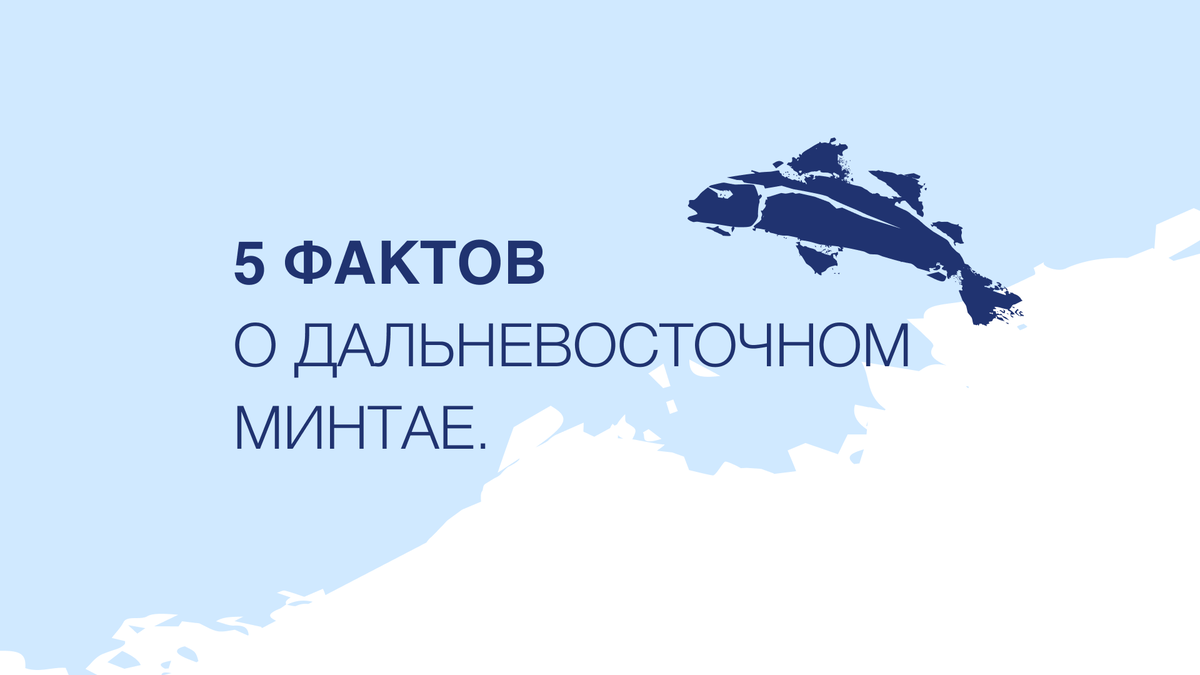 5 Фактов о Дальневосточном Минтае