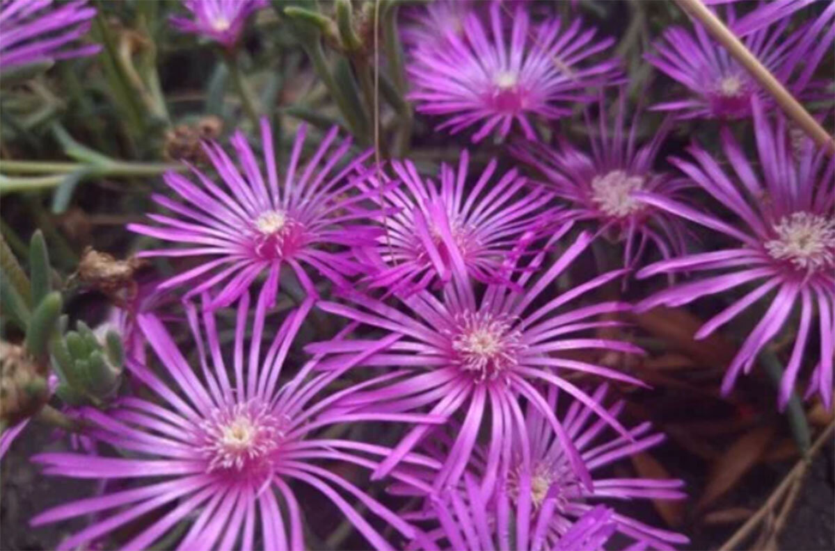 Lampranthus roseus