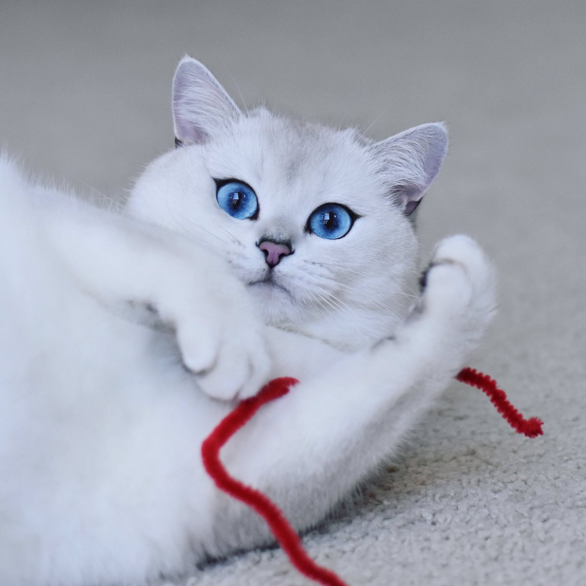 14 Superb Pictures Of The Most Magnificent British Shorthair Cats