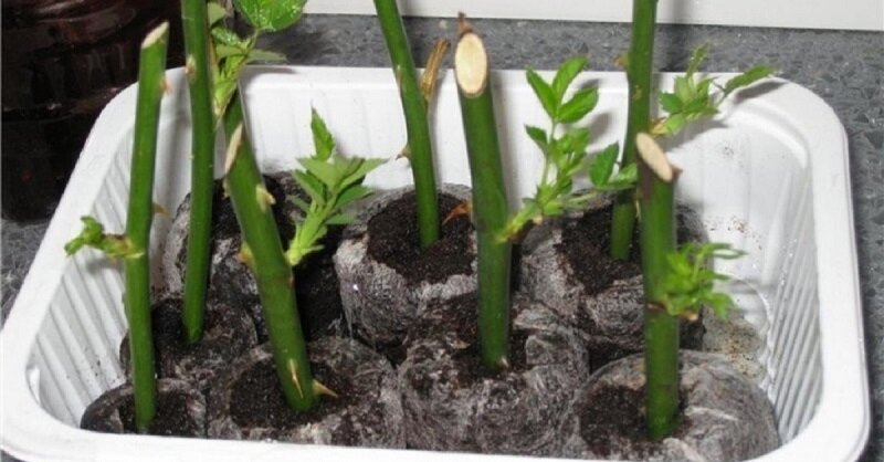 Фото с портала https://modaistile.ru