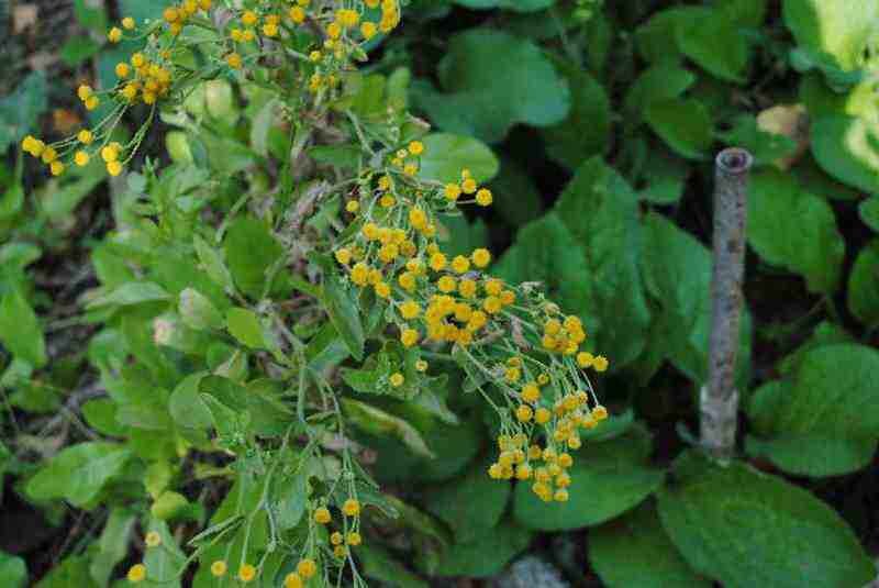 Цветы бальзамической пижмы чуть мельче цветов пижмы обыкновенной. Оба растения - мощные кусты.
