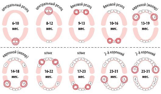 Как определить, что у малыша начали прорезываться зубы?