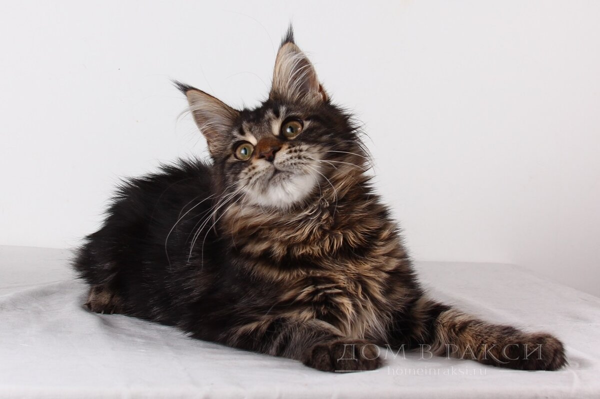 Мейн-Кун. Фото из https://whiskas.ru/