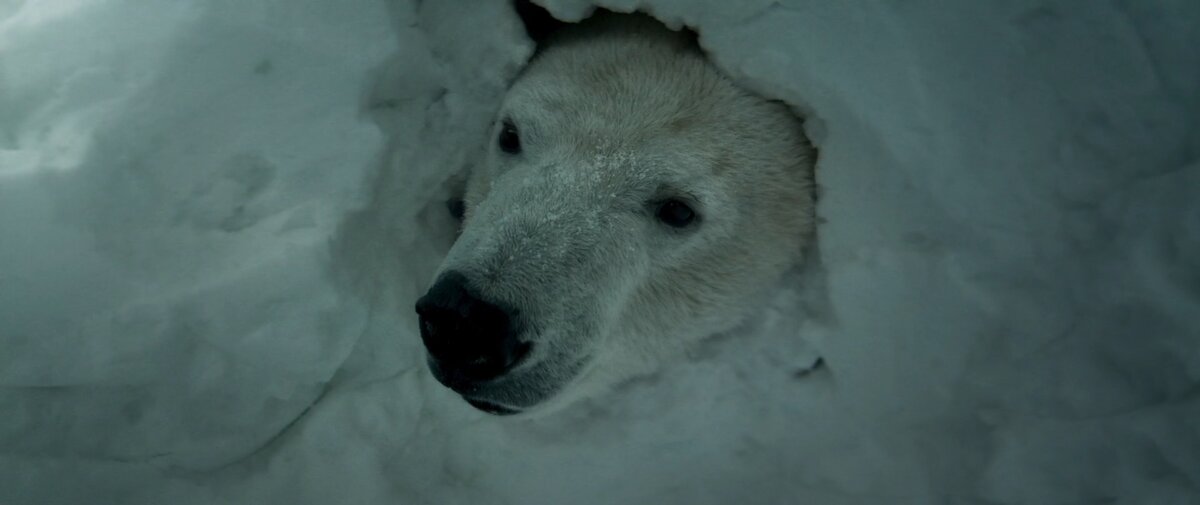Вступающий в разговор белый медведь превосходно сочетает окружение и проблемы главного героя.