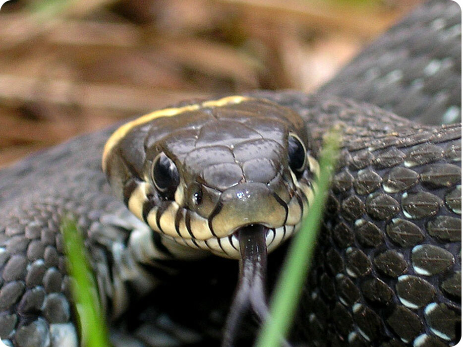 Источник: https://zoopodolsk.ru/animals/zmei/69-uzh-aziatskij-polosatyj.html