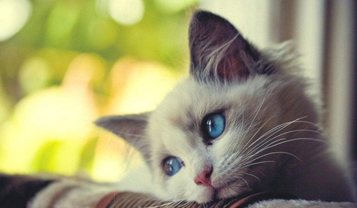 Примерно так я выглядела после прочтения этого романа(ну правда, один в один если бы я только была кошкой) 