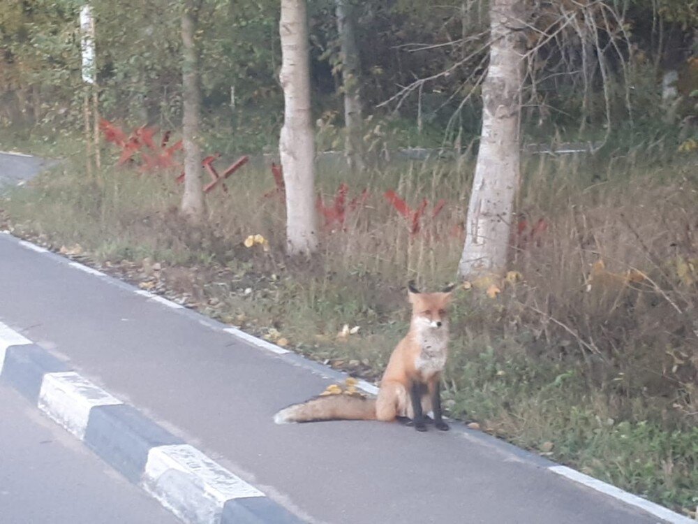 Фотография с поселкового форума.