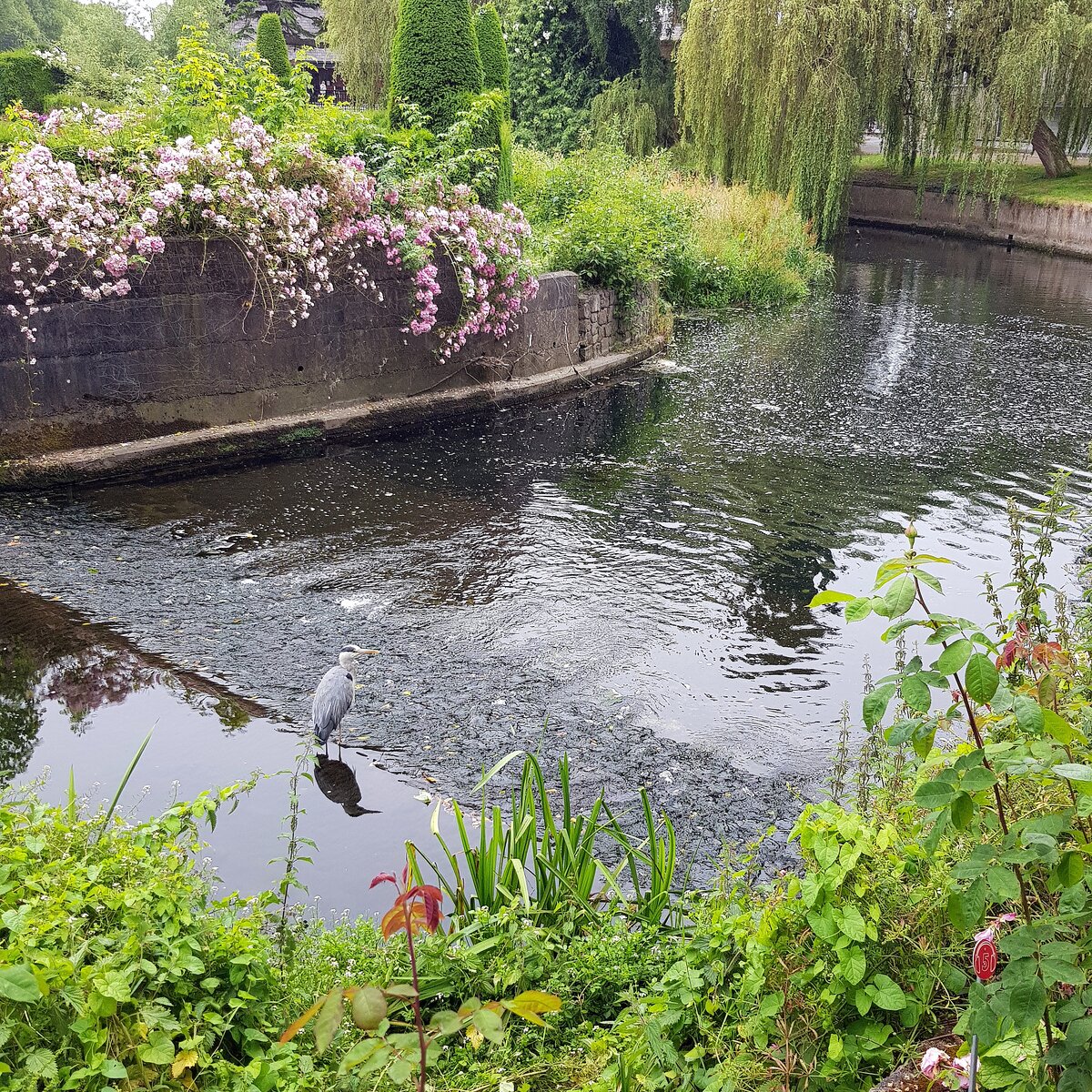 Цапля на рыбалке