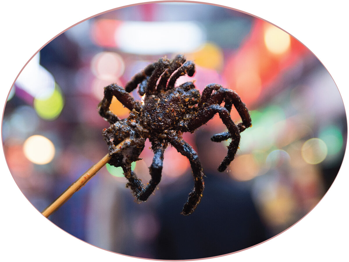 Pin by Samantha L on Spiders Spider, Tarantula, Animals