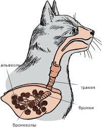 Признаки, симптомы, лечение пневмонии у кошек и собак