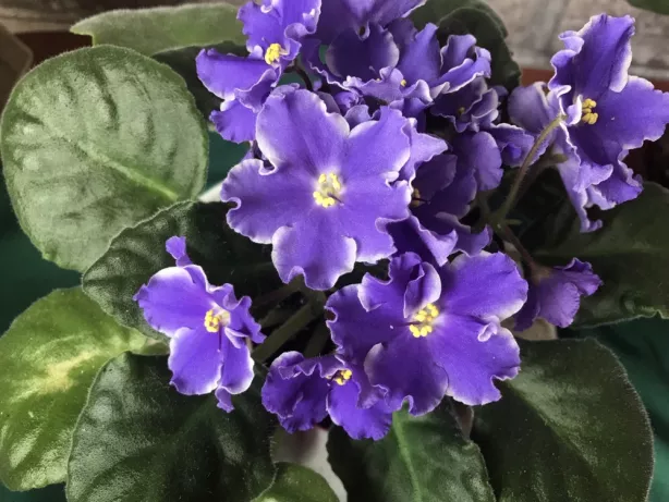 Узамбарская фиалка