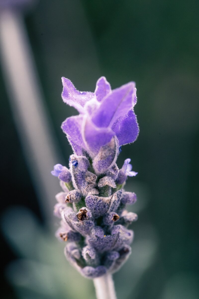 Источник https://unsplash.com/photos/j-em8nw6hn0