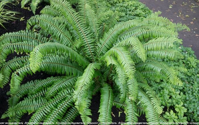 Меч-папоротник (Polystichum munitum)