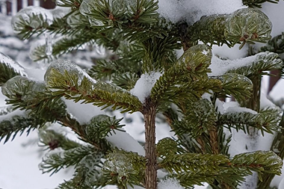 Три года назад был ледяной дождь 