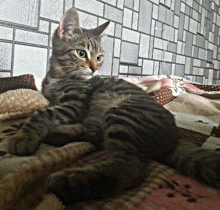 Котя ))