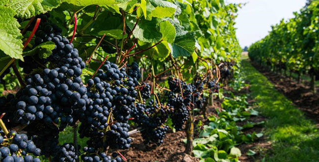 Photo : Jonathan Nackstrand