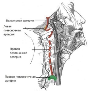 Позвоночные сосуды, правый и левый, проходят через поперечные отростки шейных позвонков и в черепную коробку через затылочное отверстие. Там они соединяются в базилярный канал, обеспечивающего перенос от 15 до 30% объёма крови. Затем под полушариями мозга вновь разветвляются, образуя Виллизиев круг. От магистральных артерий головного мозга отходят многочисленные ответвления, питающие все отделы головного мозга. Отводят кровь от головы яремные вены, расположенные на шее.