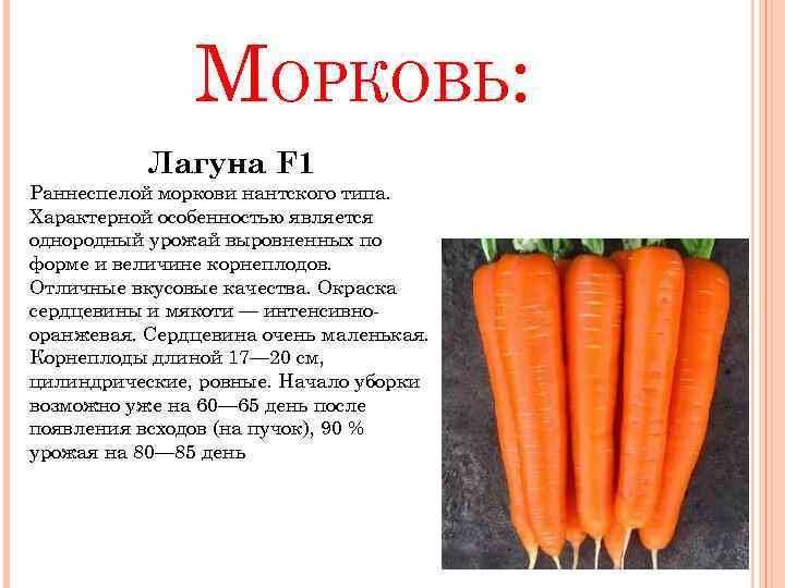 Морковь окрашивает стул