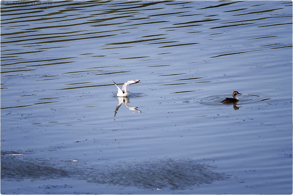 2. Чайка и Чомга © NickFW.ru - 11.08.2018г.