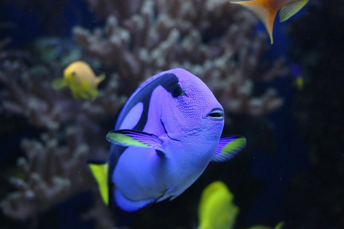 https://pixabay.com/ru/photos/%D0%BF%D0%BE%D0%B4%D0%B4%D0%BE%D0%BD%D1%8B-%D0%B4%D0%BE%D0%BA%D1%82%D0%BE%D1%80-%D1%80%D1%8B%D0%B1%D0%B0-%D1%85%D0%B8%D1%80%D1%83%D1%80%D0%B3%D0%B8-3749744/